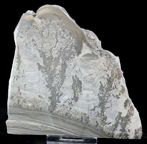 Triassic Aged Stromatolite Fossil - England #23228